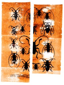 Narben von Marco Campedelli