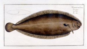 Naturgeschichtliche Tafel: Die Seezunge nach Marc Elieser Bloch Ichthyologie Paris - Berlin - London 1787