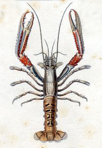 Naturgeschichtliche Tafel: Die Languste nach Marc Elieser Bloch Ichthyologie Paris - Berlin - London 1787 von Marcus Élieser Bloch