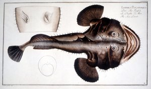 Naturgeschichte Platte: Die Lotte nach Marc Elieser Bloch Ichtyologie Paris - Berlin - London 1787 von Marcus Élieser Bloch
