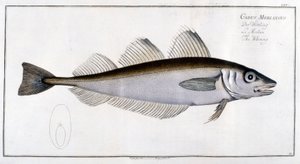 Naturgeschichtstafel: Der Wittling nach Marc Elieser Bloch Ichthyologie Paris - Berlin - London 1787 von Marcus Élieser Bloch
