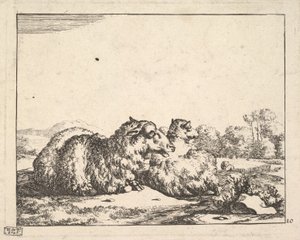 Schafe, aus einer Serie von 16 Platten, 1664 von Marcus de Bye