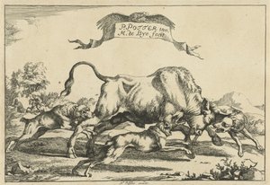 Stier von drei Jagdhunden angegriffen von Marcus de Bye