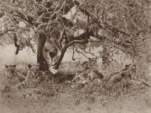 Klettern Löwen auf Bäume?, die Antwort der Kamera von Marcuswell Maxwell