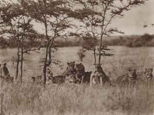 Vor der Kamera, eine Gruppe von neun ruhenden Löwen von Marcuswell Maxwell