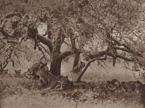 Die gestörte Siesta von Marcuswell Maxwell