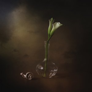 Elegante Calla-Lilien