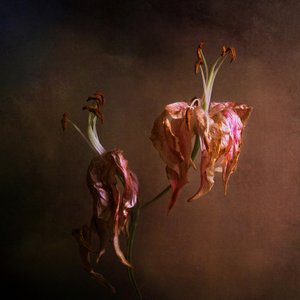 Elegante verwelkende Lilien