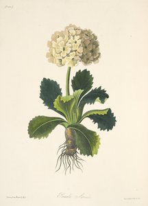 Aurikel, aus Florale Illustrationen der Jahreszeiten, veröffentlicht 1829 von Margaret Roscoe
