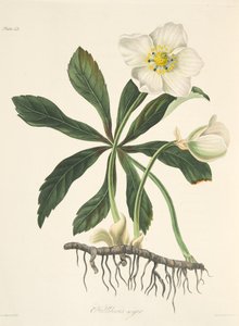 Schwarze Nieswurz oder Christrose, aus Florale Illustrationen der Jahreszeiten, veröffentlicht 1829 von Margaret Roscoe