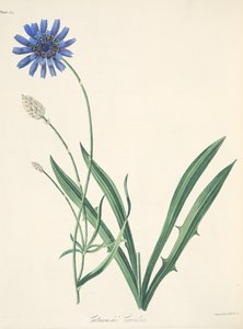Blaue Catananche, aus Floral Illustrations of the Seasons, veröffentlicht 1829