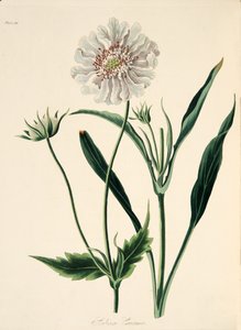 Kaukasische Skabiose, aus Floral Illustrations of the Seasons, veröffentlicht 1829