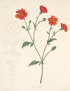 Chilenische Avens, aus Floral Illustrations of the Seasons, veröffentlicht 1829 von Margaret Roscoe
