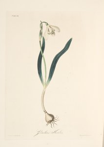 Gemeines Schneeglöckchen, aus Florale Illustrationen der Jahreszeiten, veröffentlicht 1829