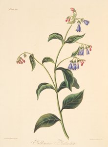 Rispen-Lungenkraut, aus Floral Illustrations of the Seasons, veröffentlicht 1829