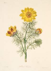 Mehrjähriger Adonis, aus Florale Illustrationen der Jahreszeiten, veröffentlicht 1829 von Margaret Roscoe