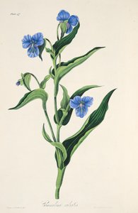 Himmelblaue Commelina, aus Florale Illustrationen der Jahreszeiten, veröffentlicht 1829 von Margaret Roscoe