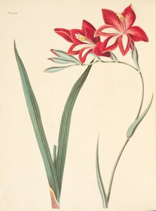 Prachtvolle Korn-Flagge, aus Floral Illustrations of the Seasons, veröffentlicht 1829