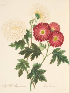 Prächtige Weiße Chrysantheme und Frühe Rote, aus Florale Illustrationen der Jahreszeiten, veröffentlicht 1829 von Margaret Roscoe