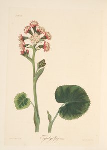 Winter-Heliotrop, aus Florale Illustrationen der Jahreszeiten, veröffentlicht 1829 von Margaret Roscoe