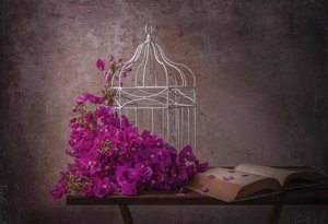 Rustikale Bougainvillea und Buch