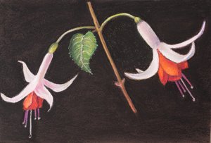 Fuchsien aus meinem Garten von Margo Starkey