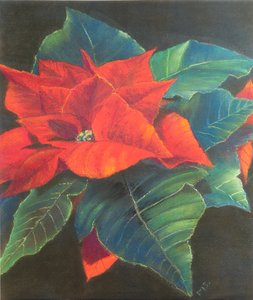 Weihnachtsstern, 2022