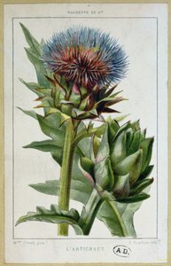 Artischocke, botanische Tafel, graviert von E. Fraillery
