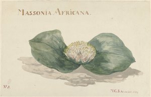 Blume Massonia Africana von Maria Geertruida Barbiers Snabilié