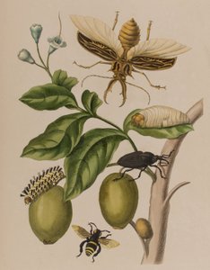 Illustration aus 