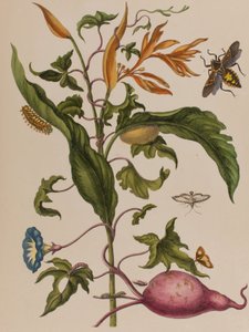 Illustration aus 