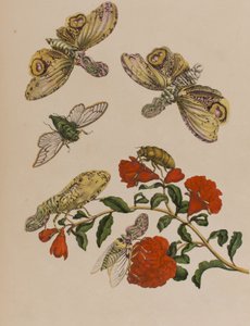Illustration aus 