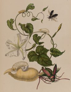 Illustration aus 