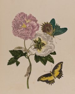 Illustration aus 