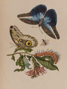 Illustration aus 