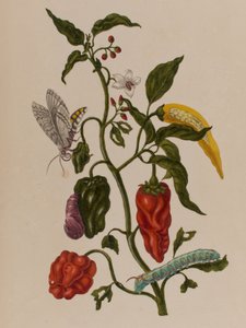Illustration aus 