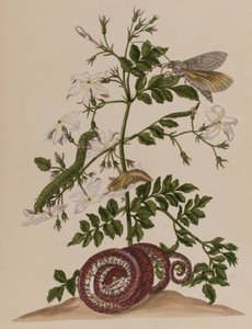 Illustration aus 