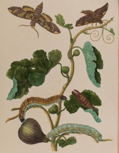 Illustration aus 
