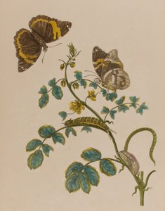 Illustration aus 