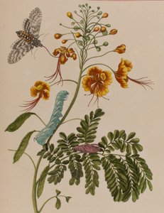 Illustration aus 