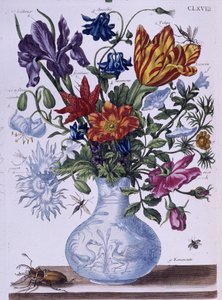 Käfer und verschiedene Blumen von Maria Sibylla Merian