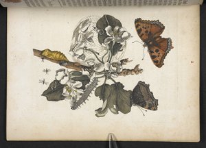 Schmetterlinge, Raupen und Kokon, aus 