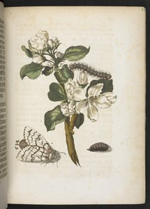 Der Raupen wunderbare Verwandlung und sonderbare Blumen-Nahrung