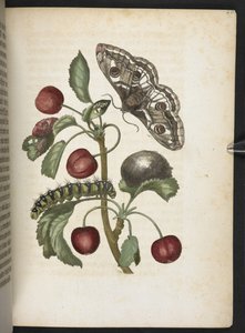 Der Raupen wunderbare Verwandlung und sonderbare Blumen-Nahrung von Maria Sibylla Merian