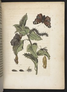 Der Raupen wunderbare Verwandlung und sonderbare Blumen-Nahrung