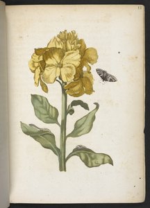 Der Raupen wunderbare Verwandlung und sonderbare Blumen-Nahrung von Maria Sibylla Merian