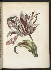 Der Raupen wunderbare Verwandlung und sonderbare Blumen-Nahrung von Maria Sibylla Merian