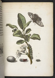 Der Raupen wunderbare Verwandlung und sonderbare Blumen-Nahrung