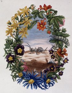 Ameise - von Maria Sibylla Merian