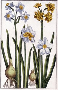 Narzisse - in „Allgemeine Geschichte der Insekten von Surinam und ganz Europa“ von Maria Sibylla de Merian, ed. Desnos, Paris von Maria Sibylla Merian